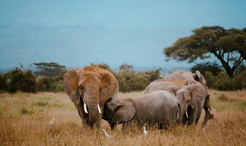 4-Day Fly-In Masai Mara Luxury Safari at The Ritz‑Carlton, Masai Mara Safari Camp