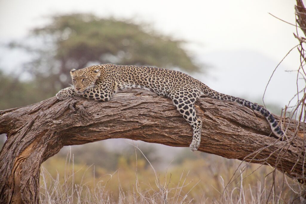 ajala safaris