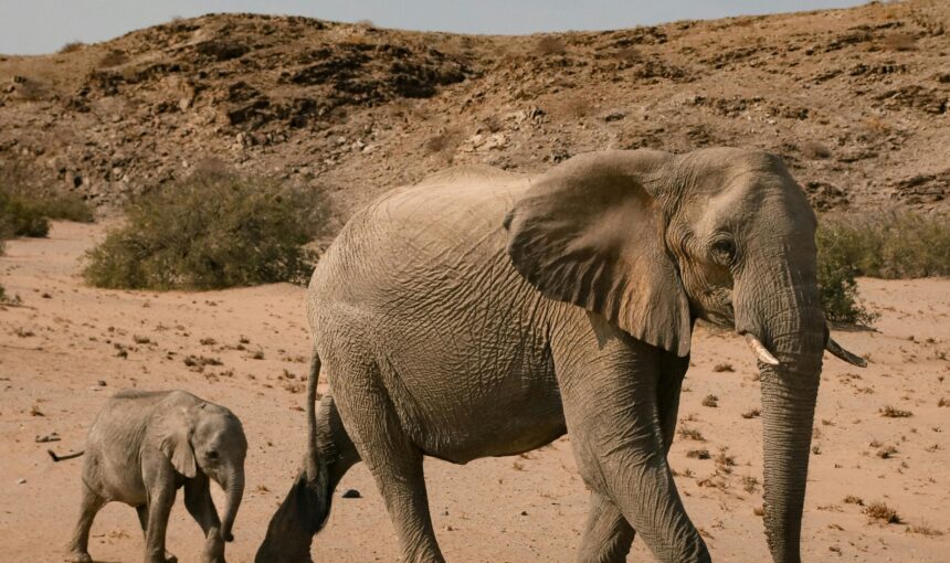 Discover the Magic of East Africa