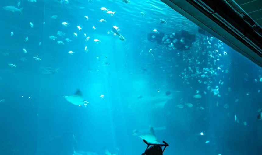 Explore. Experience. Conserve. – Discover Kenya with Ajala Safaris