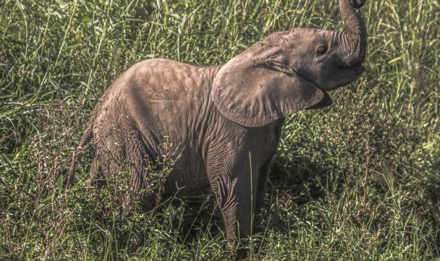 Discover the Ultimate African Safari with Ajala Safaris