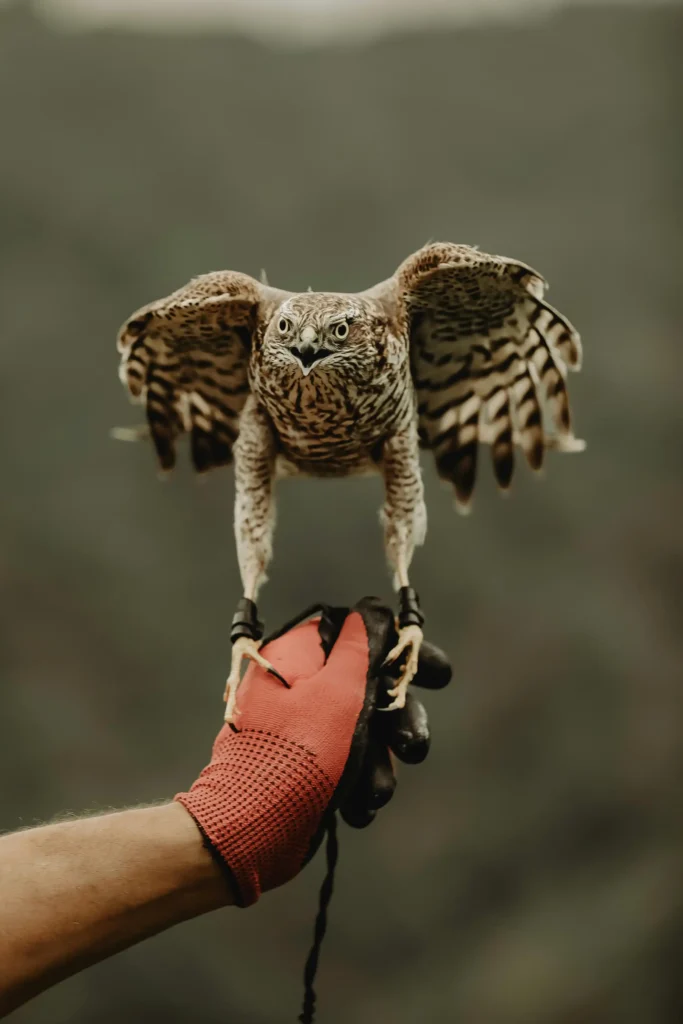 falcon