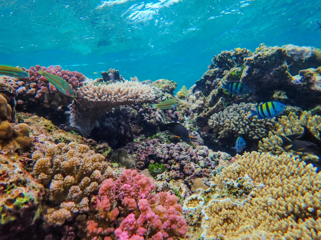 malindi marine national park