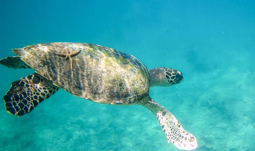 Malindi Marine National Park: Kenya’s Ocean Sanctuary