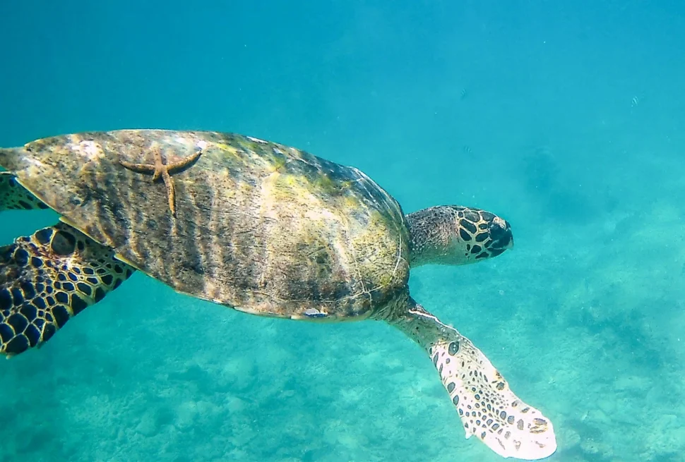 malindi marine national park