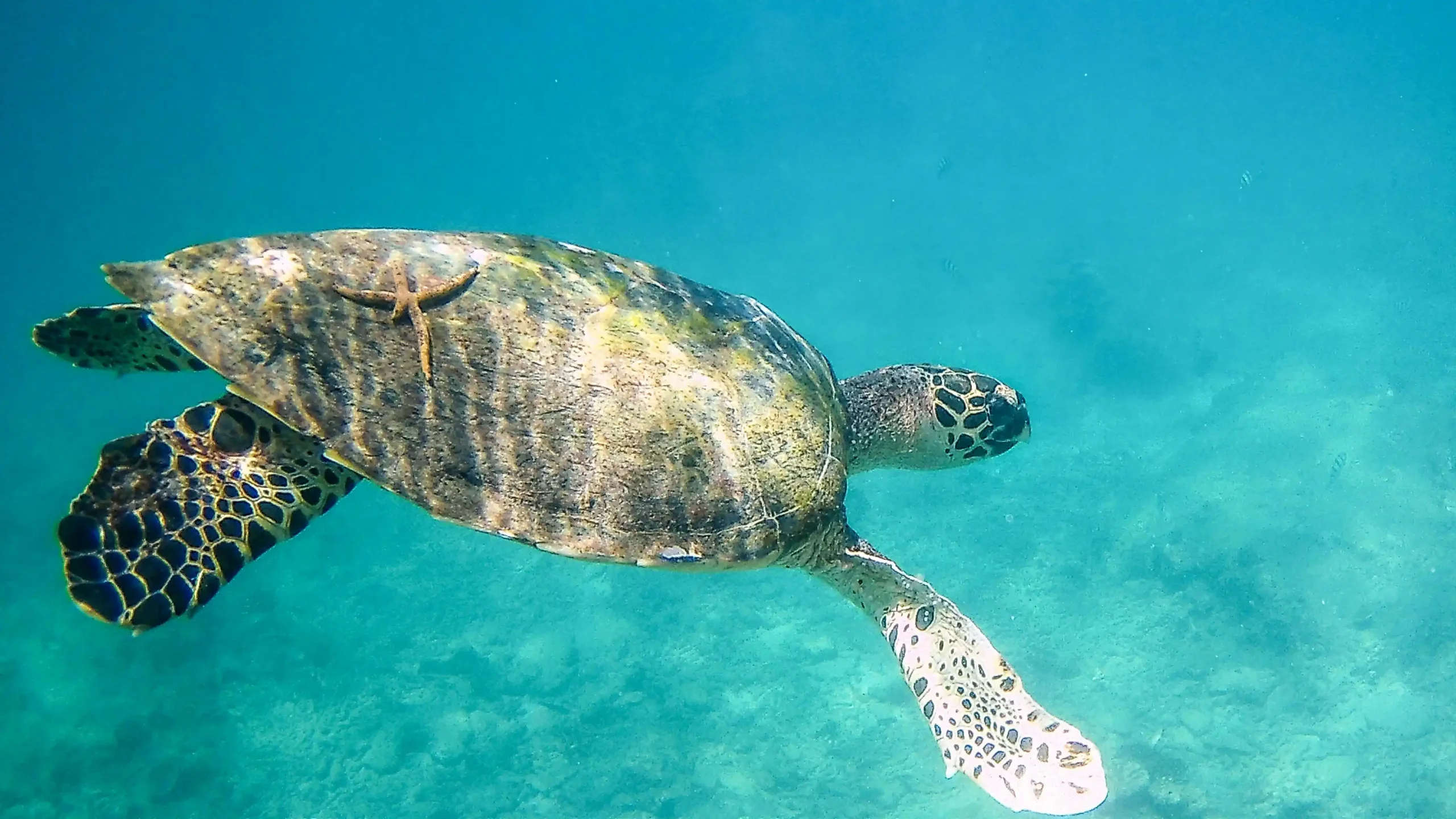 malindi marine national park