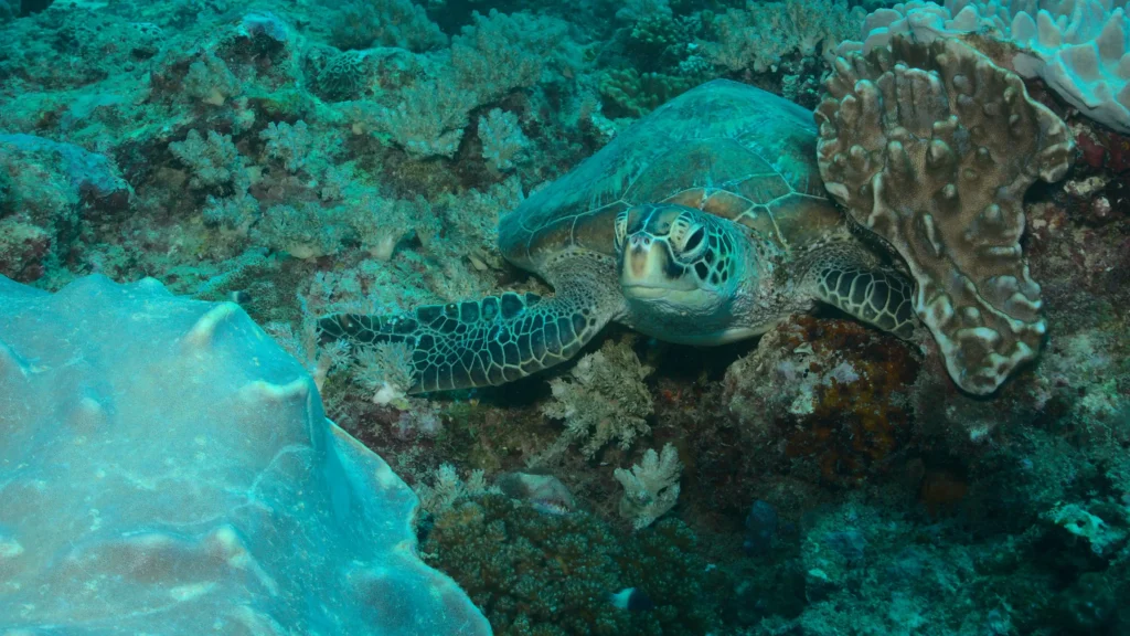 malindi marine national park