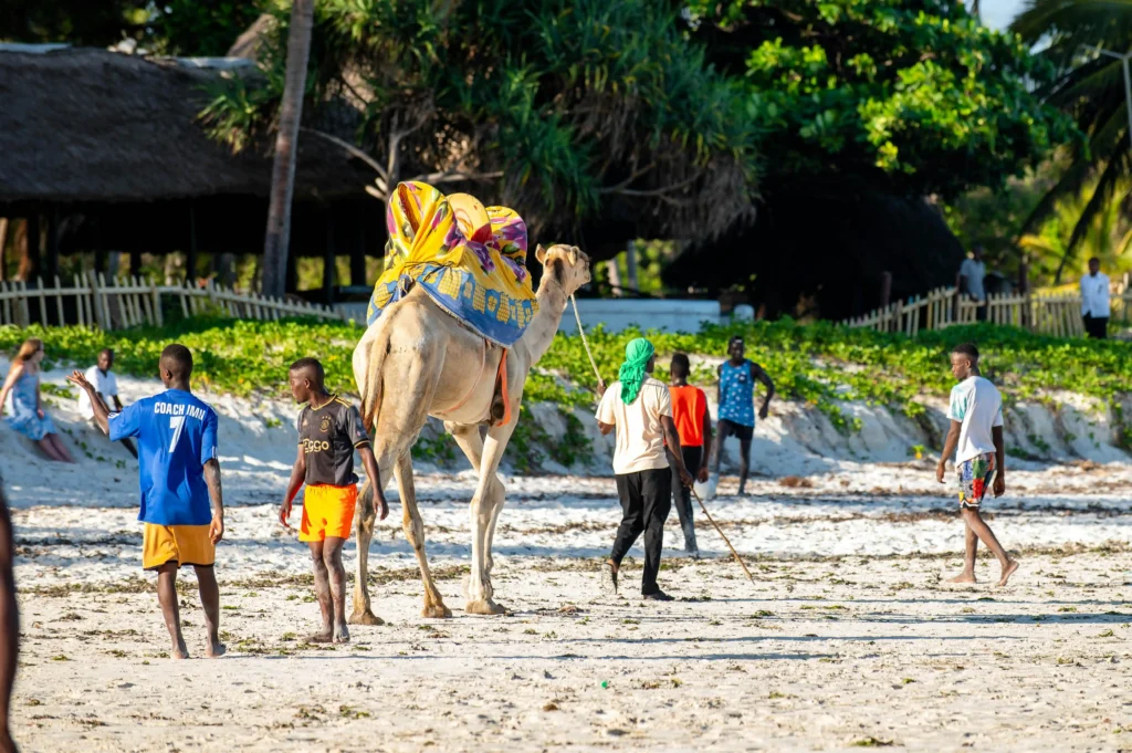 Malindi camel riding