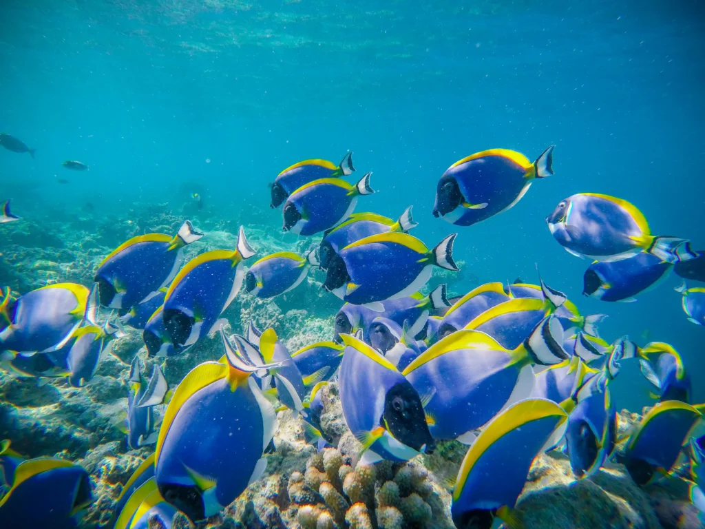 malindi-marine-national-park