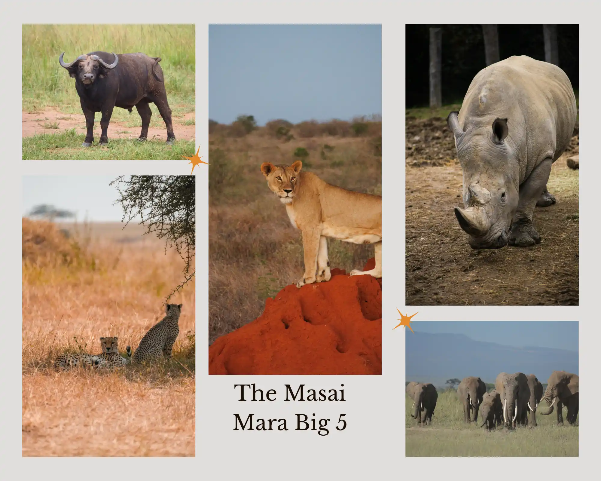 The masai mara big 5