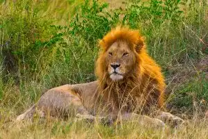big-5-of-maasai-mara