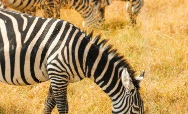 zebras in lake nakuru national park
