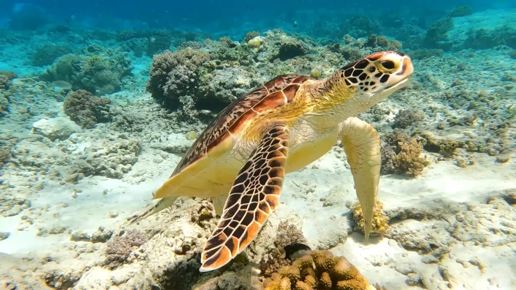 malindi marine park