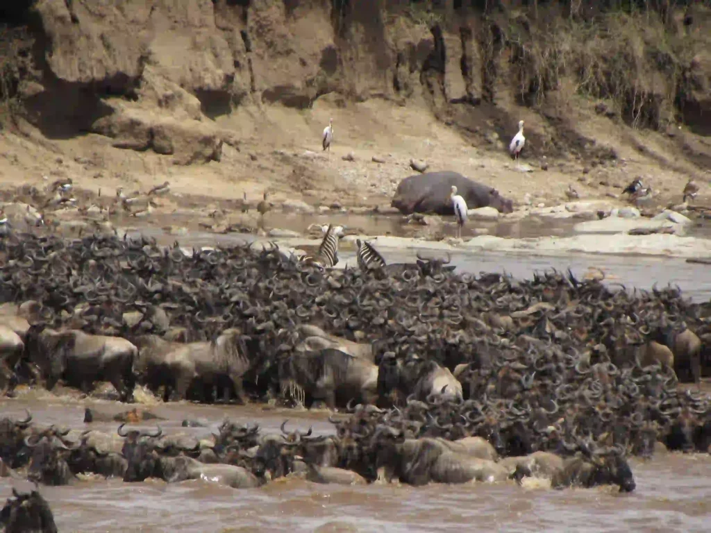 The Great Wildebeest Migration- Tanzania