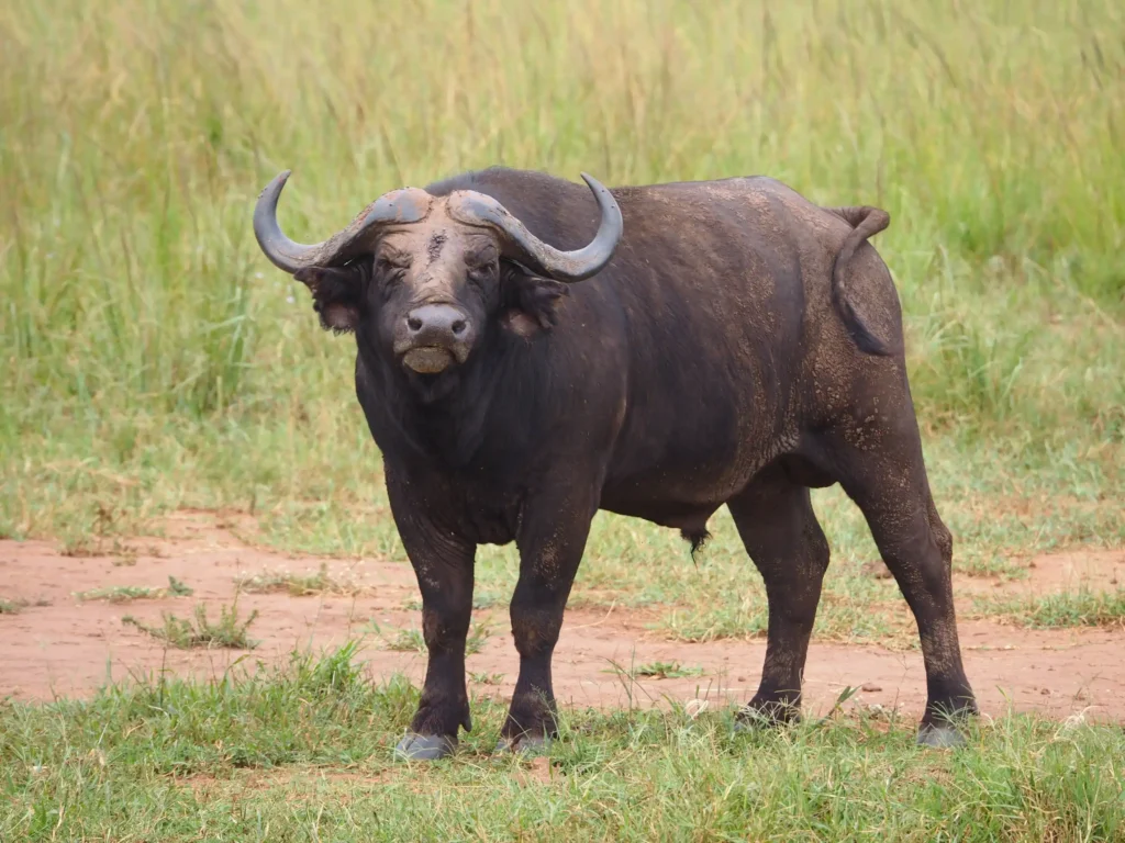 Big 5 of Maasai Mara- bufallo