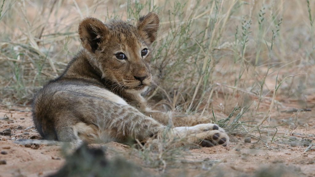 15-Day Lewa, Masai Mara & Diani Luxury Safari