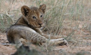 15-Day Lewa, Masai Mara & Diani Luxury Safari