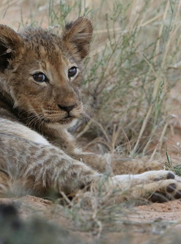 15-Day Lewa, Masai Mara & Diani Luxury Safari