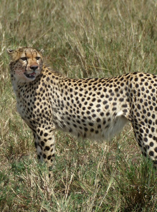 15-Day Luxury Kenya Tanzania Safari