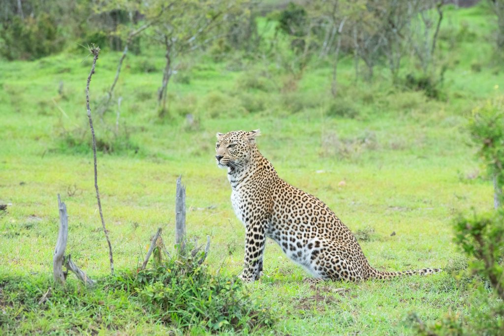 9 Days Kenya's Best-Value Mara & Diani Beach Safari