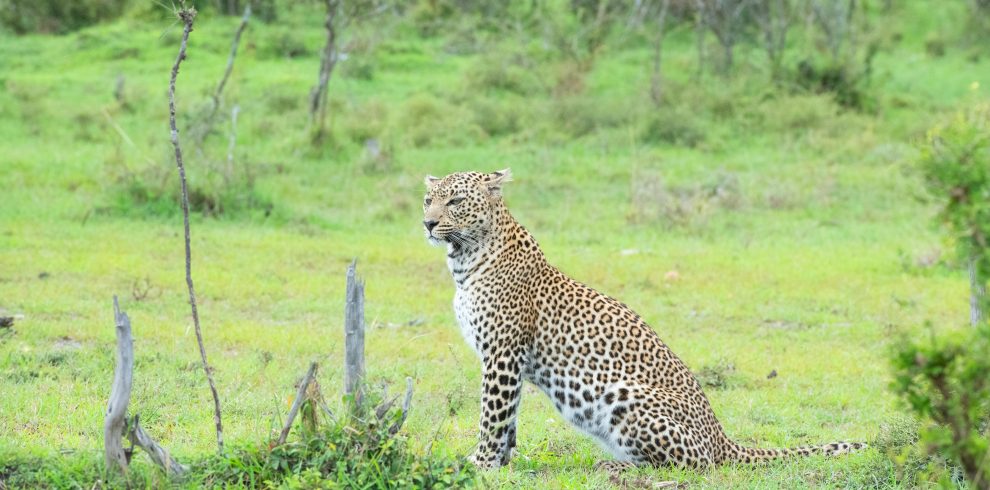 9 Days Kenya's Best-Value Mara & Diani Beach Safari