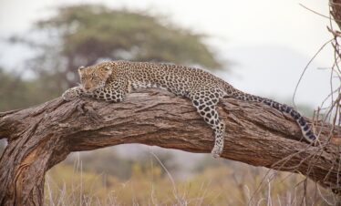 ajala safaris