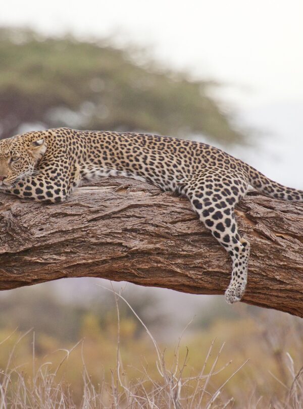 ajala safaris