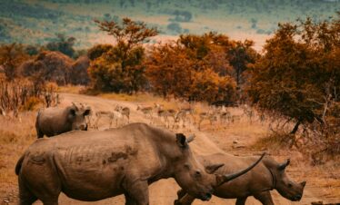 9 Days Kenya's Best-Value Mara & Diani Beach Safari
