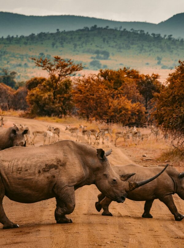 9 Days Kenya's Best-Value Mara & Diani Beach Safari