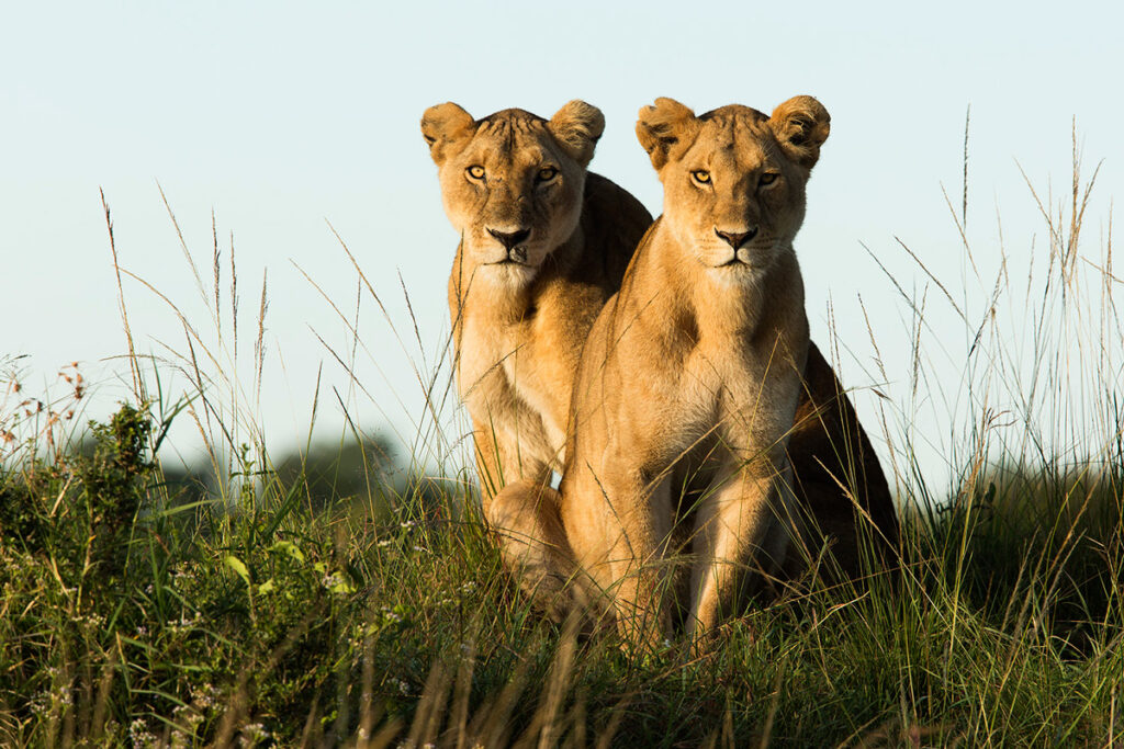 15-Day Lewa, Masai Mara & Diani Luxury Safari