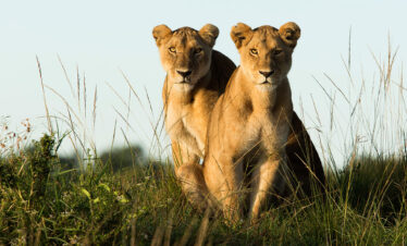 15-Day Lewa, Masai Mara & Diani Luxury Safari