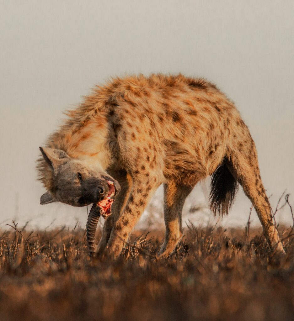 12-Day Luxury Kenya & Tanzania Safari Adventure