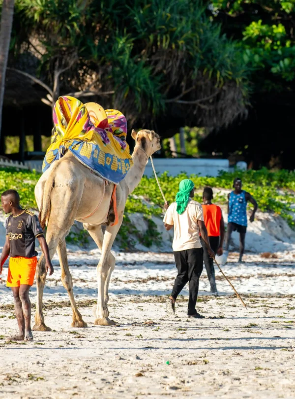 Malindi camel riding