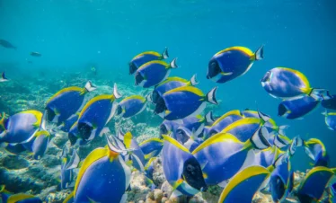 4 Days Diani Beach Holiday