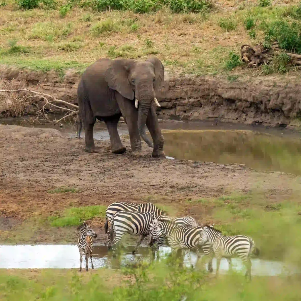 Tanzania Great Migration & Zanzibar Luxury Safari