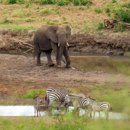 Tanzania Great Migration & Zanzibar Luxury Safari