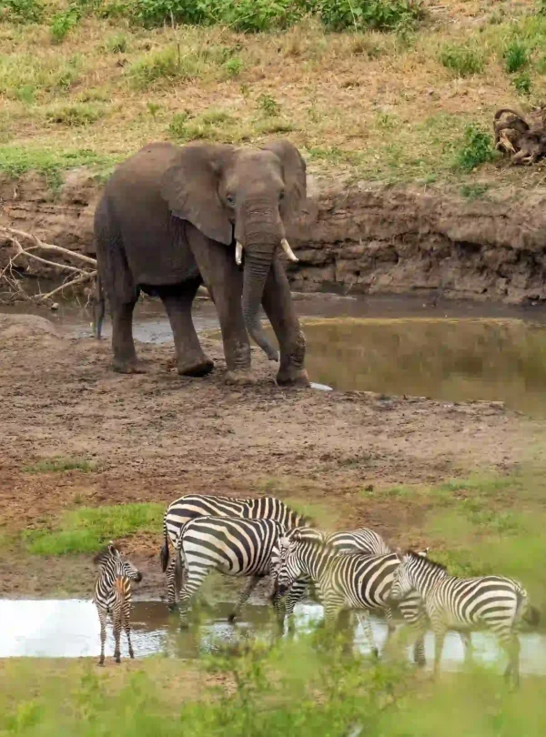 Tanzania Great Migration & Zanzibar Luxury Safari