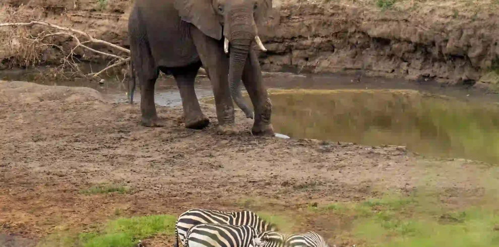 Tanzania Great Migration & Zanzibar Luxury Safari