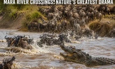 4-Day Masai Mara Wildebeest Migration