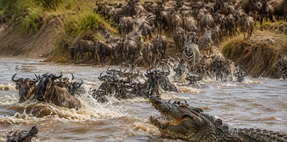 4-Day Masai Mara Wildebeest Migration