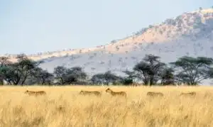 Luxury East Africa Migration Safari