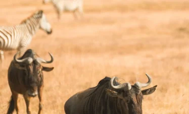 Luxury Tanzania Spectacular Safari