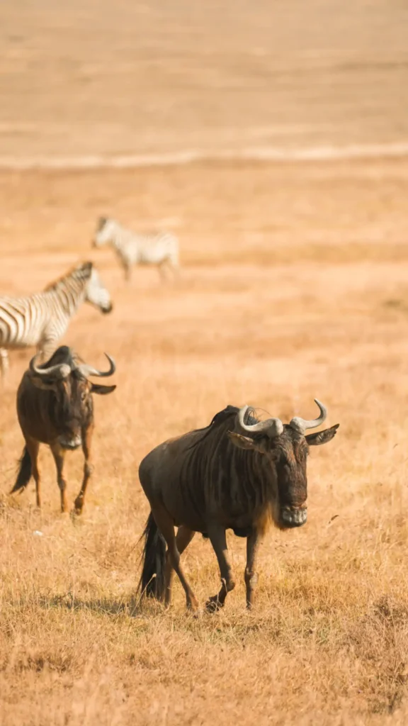 10 Days Tanzania Spectacular Luxury Safari