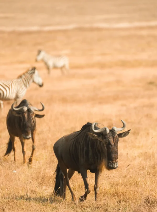 8-Day Tanzania Tented Crater & Migration Safari