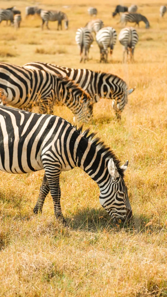 zebras in lake nakuru national park