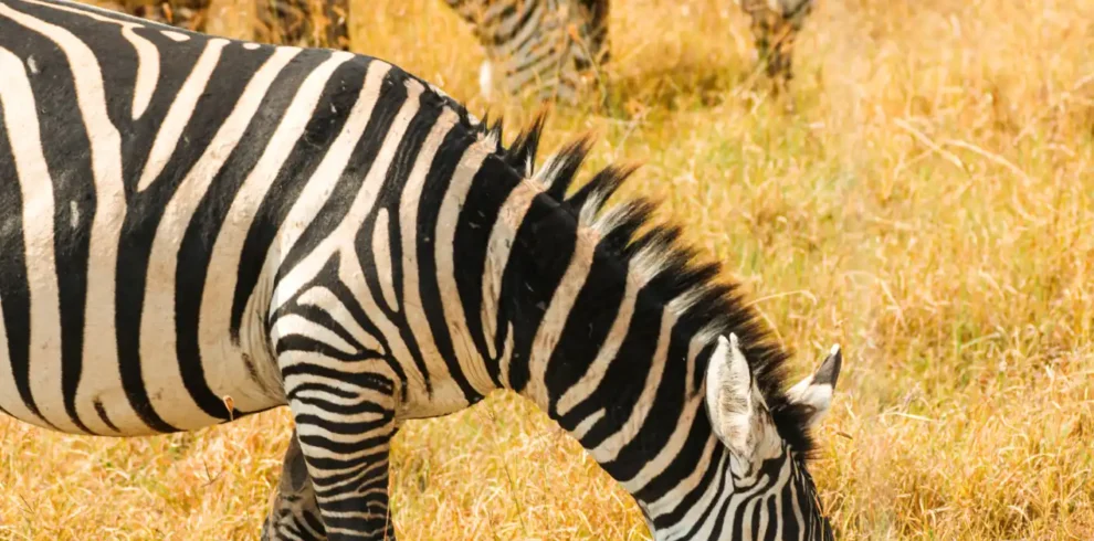 zebras in lake nakuru national park