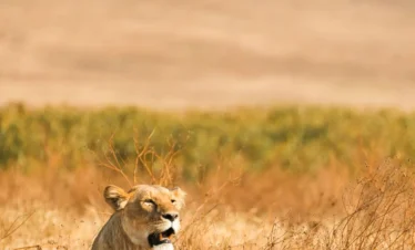 masaimara national park and reserve