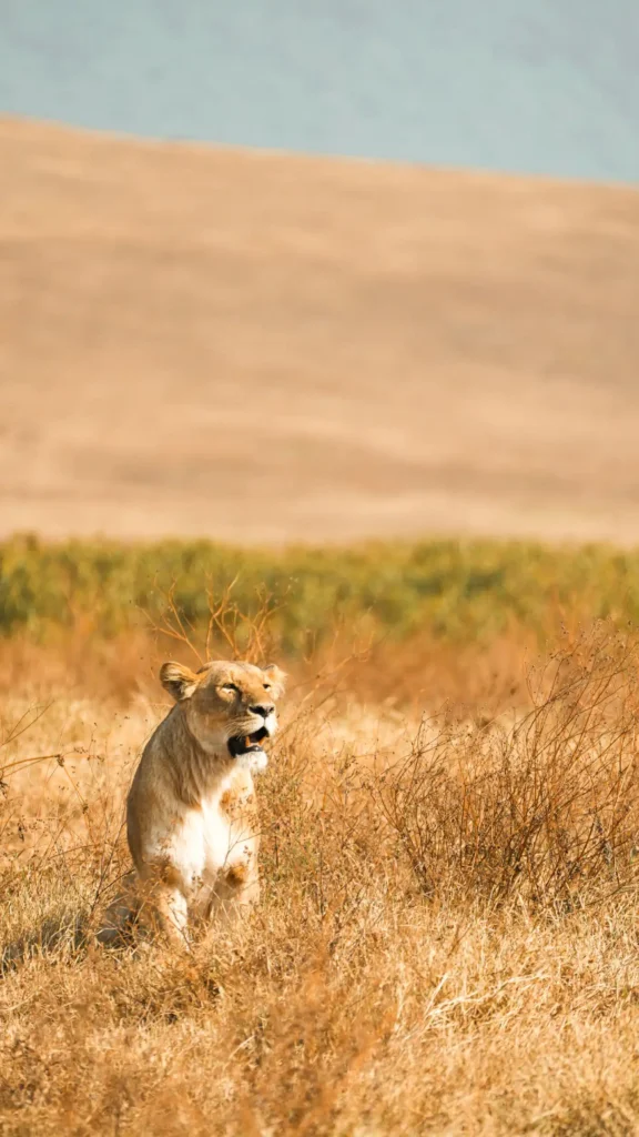 masaimara national park and reserve