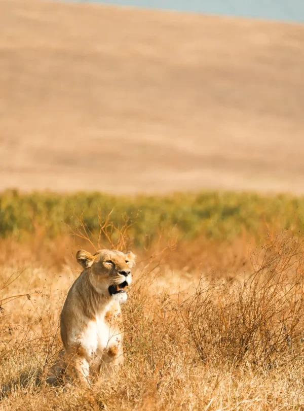 masaimara national park and reserve