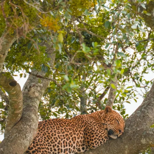 11-Day Luxury Tanzania Honeymoon Safari & Private Island Escape
